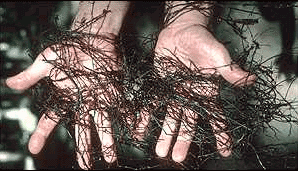 奧氏蜜環菌地下的黑色的根狀菌索