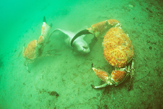 巨大擬濱蟹（Pseudocarcinus gigas）