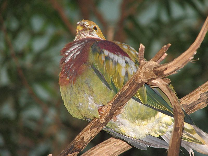 麗色果鳩 麗色果鳩