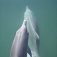 澳大利亞寬吻海豚