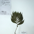 西疇樓梯草 西疇樓梯草