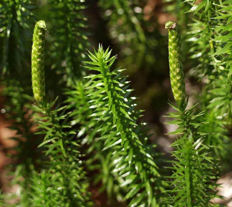 分筋草(石松科石松屬植物) 分筋草(石松科石松屬植物)