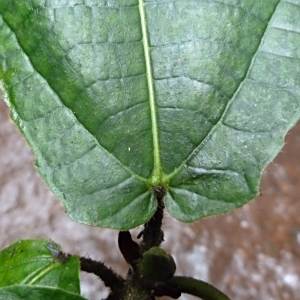 Ficus vogeliana