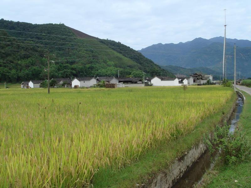 三府自然村-水稻