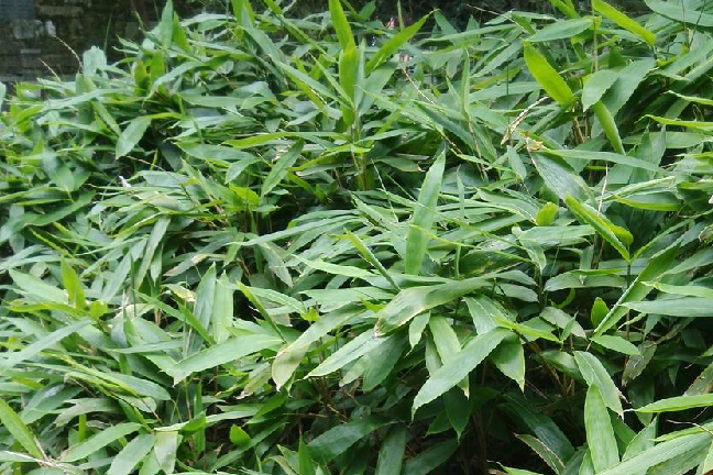 箬蒂 箬蒂