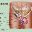 慢性睪丸炎 慢性睪丸炎