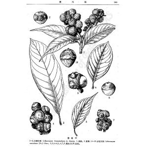 白穗石櫟 白穗石櫟