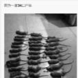 老鼠滅門案 老鼠滅門案
