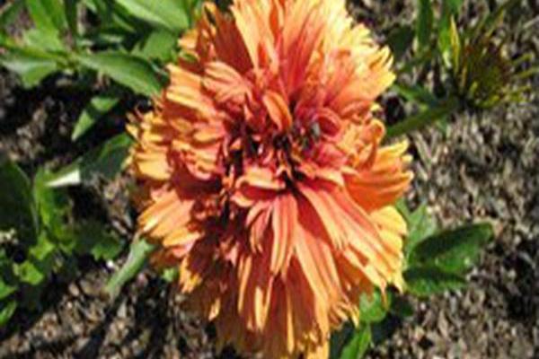 Echinacea \x27Marmalade\x27