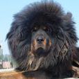 黑獅犬 黑獅犬