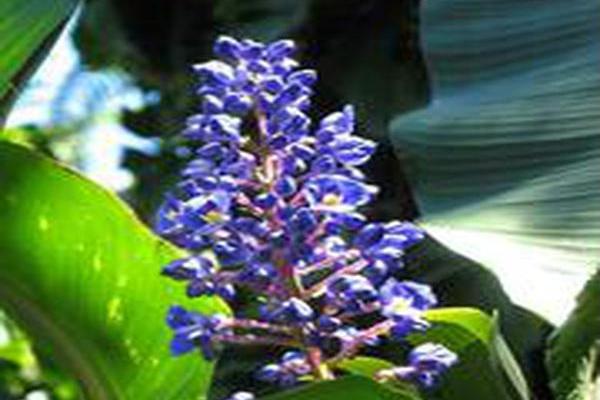 Dichorisandra thyrsiflora