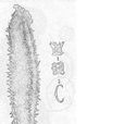 綠刺參 綠刺參