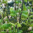 伯樂樹(伯樂樹屬植物)