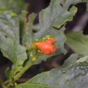 Gasteranthus corallinus