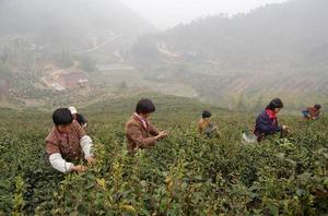 農民正在採茶