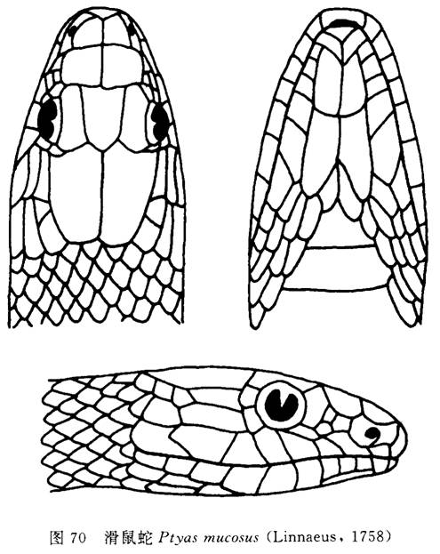 圖2.滑鼠蛇