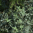白蘞(葡萄科植物)
