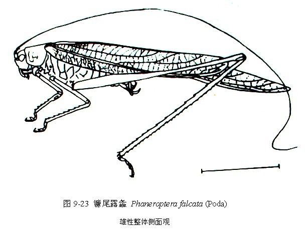鐮尾露螽 鐮尾露螽