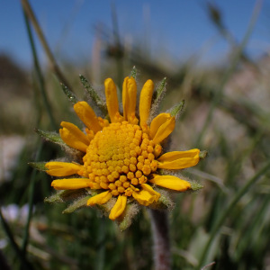 Hymenoxys brandegeei