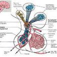 下丘腦-腺垂體-卵巢軸