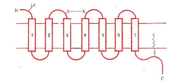G蛋白偶聯受體示意圖（七個跨膜結構域）