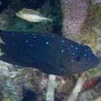 寶石魔魚 寶石魔魚