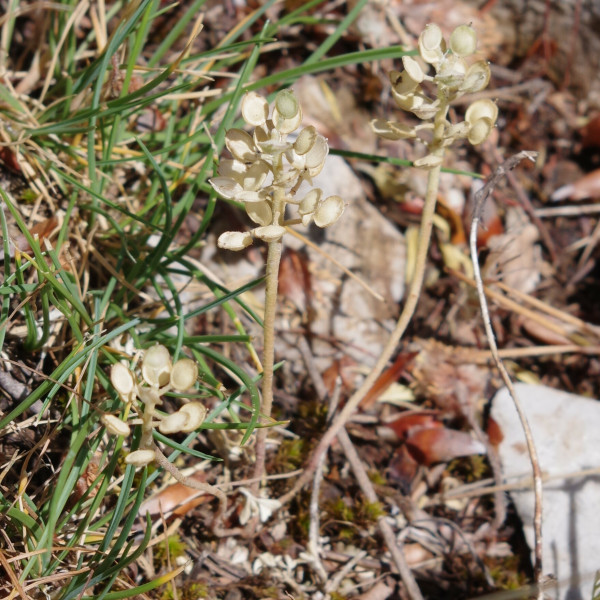 Alyssum siculum