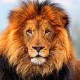lion(英語單詞) lion(英語單詞)