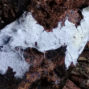 小糙孢孔菌
