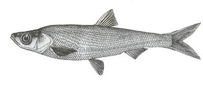 銀白魚