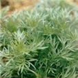 三茵陳 三茵陳