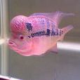 花羅漢魚 花羅漢魚