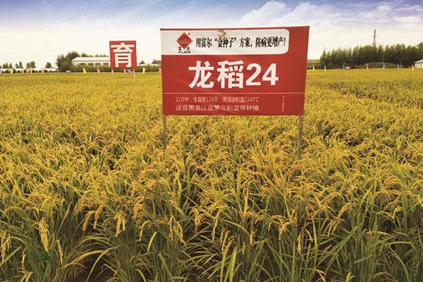 龍稻24 龍稻24