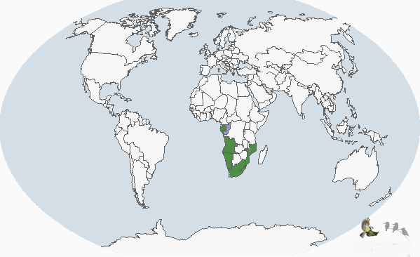 南非鸕鶿分布圖