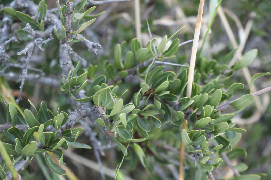 Schinus engleri