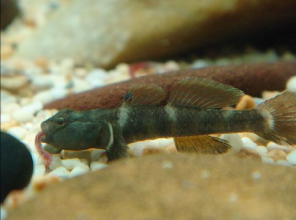 圖氏波魚 圖氏波魚