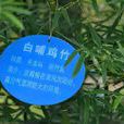 白哺雞竹 白哺雞竹