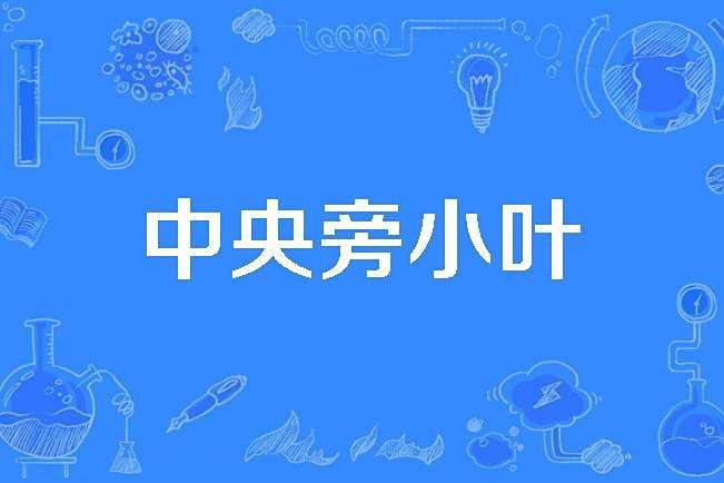 中央旁小葉 中央旁小葉