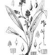 金佛山薹草 金佛山薹草
