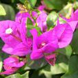 光葉子花(三角花) 光葉子花(三角花)