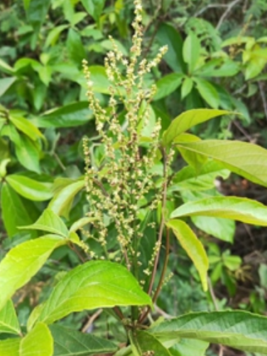 欖綠巴豆 欖綠巴豆