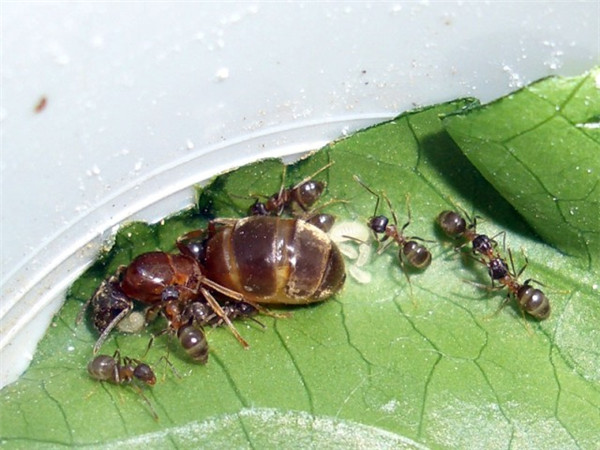 凹毛蟻(Lasiusemarginatus)