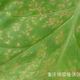 菸草斑點病