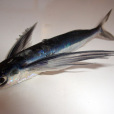 翱翔飛魚