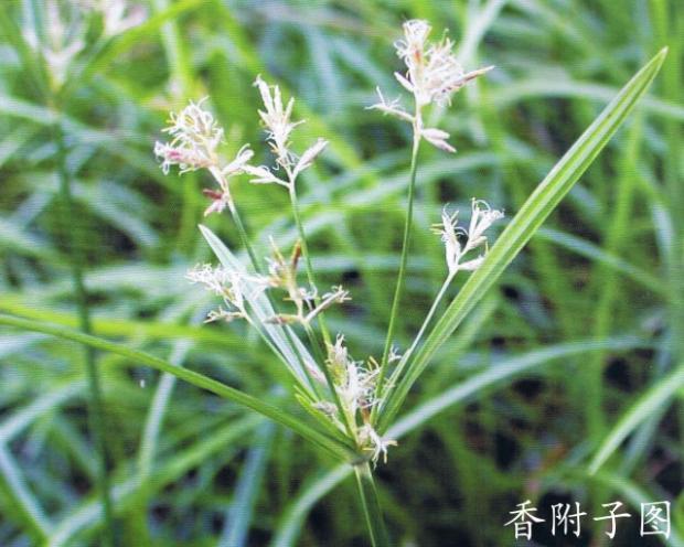 梭草 梭草
