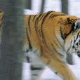 動物大對決 動物大對決