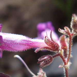 Penstemon rhizomatosus