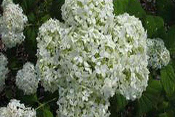 Hydrangea arborescens \x27Ryan Gainey\x27