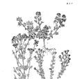 短冠亞菊 短冠亞菊