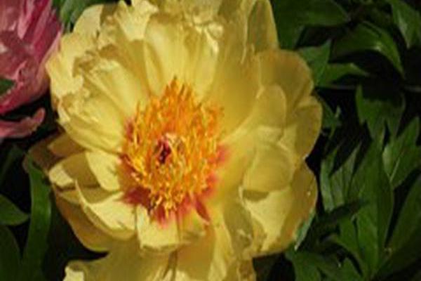 Paeonia \x27Smith Opus 1\x27 MISAKA